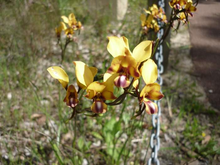 Diuris - orchid donkey wireless_hill_057.JPG